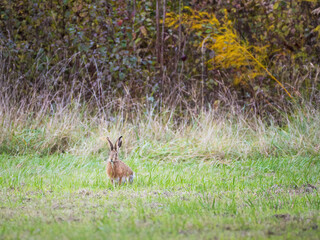 Obraz na płótnie Canvas Grey small hare eating grass on summer field. Wild rabbit in nature