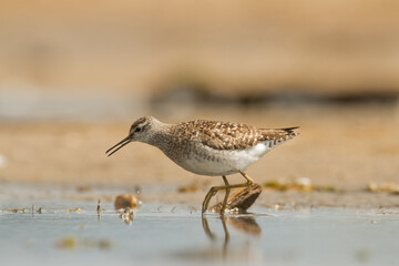Shorebirds - Wood Sandpiper Tringa glareola, wildlife Poland Europe