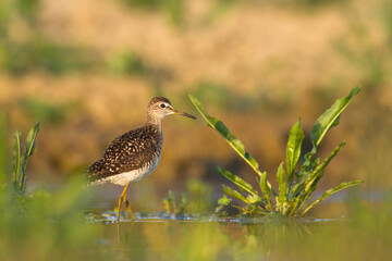Shorebirds - Wood Sandpiper Tringa glareola, wildlife Poland Europe