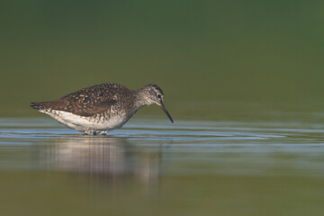 Shorebirds - Wood Sandpiper Tringa glareola, wildlife Poland Europe