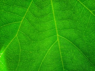 green leaf texture