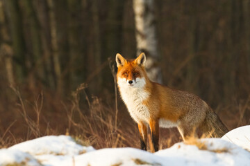 Naklejka na ściany i meble Fox Vulpes vulpes in autumn scenery, Poland Europe, animal walking among autumn meadow