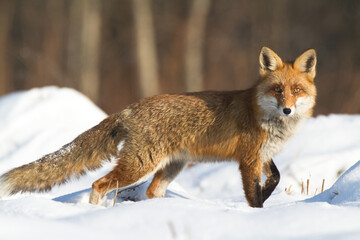 Fox Vulpes vulpes in autumn scenery, Poland Europe, animal walking among autumn meadow
