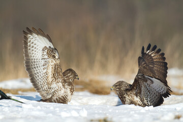 landing Common buzzard Buteo buteo in the fields in winter snow, buzzards in natural habitat, hawk...