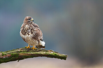 landing Common buzzard Buteo buteo in the fields in winter snow, buzzards in natural habitat, hawk...