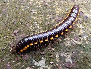 millipede