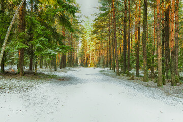 Landscape winter forest under the snow, Poland Europe, trees covered by snow