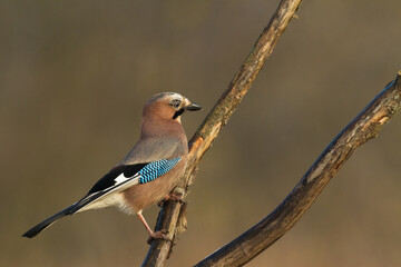 Bird Eurasian Jay Garrulus glandarius sitting on the branch Poland, Europe