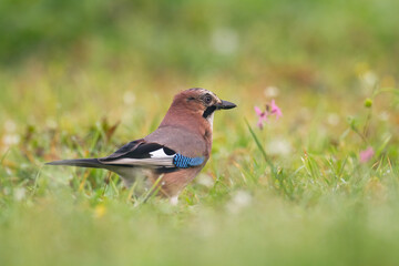 Bird Eurasian Jay Garrulus glandarius sitting on the branch Poland, Europe