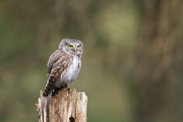 Pygmy owl Glaucidium passerinum little owl natural dark forest north parts of Poland Europe