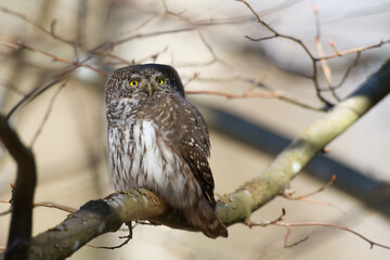 Pygmy owl Glaucidium passerinum little owl natural dark forest north parts of Poland Europe
