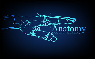Human anatomy in front on x ray view. Anatomy human body connection, The Various Proportions Of Human Hand and Fingers, Vector hand drawn illustration
