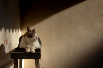 Um gato malhado, deitado sobre um cavalete de construção, aproveitando o sol da manhã. - obrazy, fototapety, plakaty