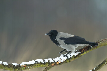 Bird - Hooded crow Corvus cornix in amazing blurred background Poland Europe