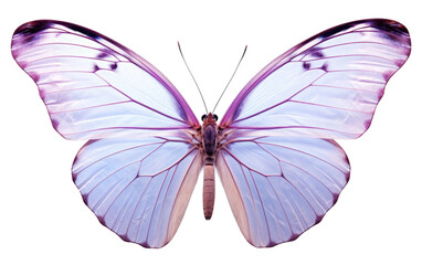 Butterfly on transparent background, PNG Format