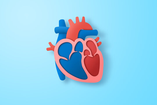 Paper craft of the human heart on blue background. Cross section of human heart for health care concept.