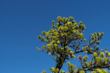 isolated pine tree plymouth connecticut