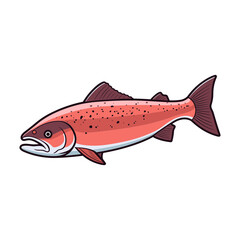salmon isolated vector illustration