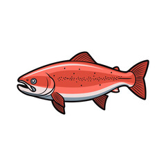 salmon isolated vector illustration