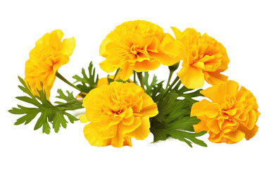  Yellow Flower on transparent background, PNG Format
