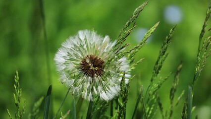 dandelion in the grass