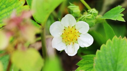 white bloom strawberry