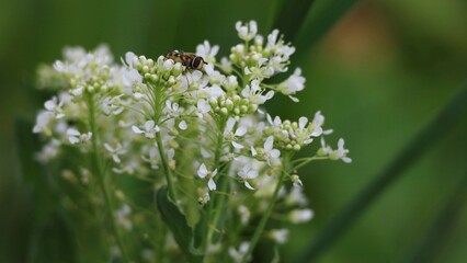 close up of a white flower