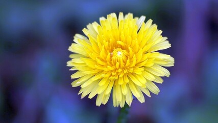 yellow dandelion flower close up