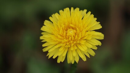yellow dandelion flower close up