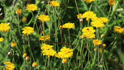 yellow daffodils in the grass