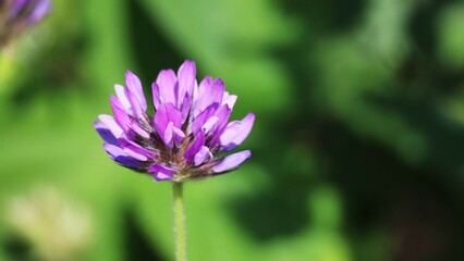 flower in the field in nature close up