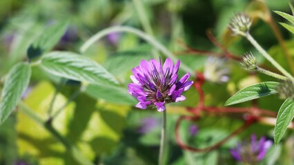 flower in the field in nature close up