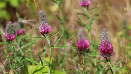 flowers in the field in nature close up