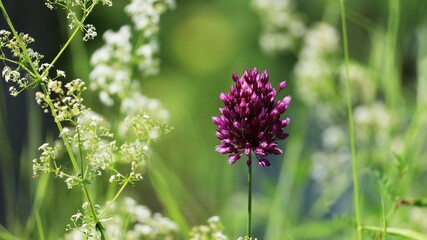 flowers in the field
