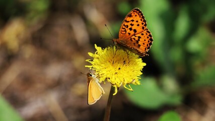 orange butterfly on yellow flower zoomed in