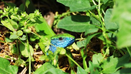 blue green lizard hiding in the leaves