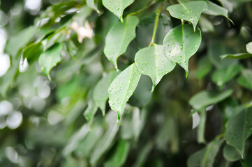 Ficus Benjamina  L, Moraceae or Golden Fig or Weeping Fig and rain droplet