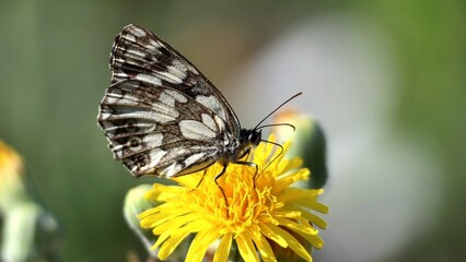 butterfly in field close up 