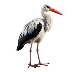 Stork isolated 