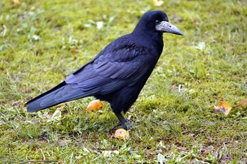 Portrait of a rook, (Corvus frugilegus),family Corvidae, Hanover, Germany.