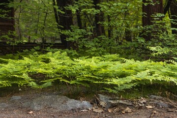Closeup shot of green fern plants growing at Yosemite National Park with blur background, California