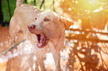 Running from water labrador dog