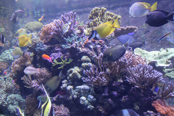 Fototapeta na wymiar Wonderful underwater world with corals and fish in singapore.