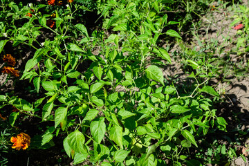 Many young fresh organic chilli peppers in a plant with green leaves in direct sunlight, in an urban garden, in a sunny summer day, beautiful outdoor monochrome background 