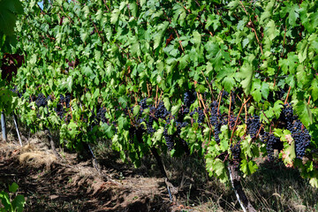 Row with large plants with many ripe organic dark black grapes and green leaves in vineyard in a sunny autumn day .