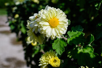 Many vivid yellow and white Chrysanthemum x morifolium flowers and small green blooms in a garden in a sunny autumn day, beautiful colorful outdoor background photographed with soft focus.