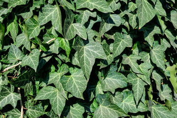 Background with many green leaves of Hedera helix, the common ivy, English or European ivy plant in an autumn garden, beautiful outdoor monochrome background.