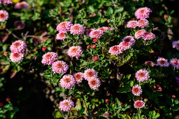 Many vivid pink Chrysanthemum x morifolium flowers in a garden in a sunny autumn day, beautiful colorful outdoor background photographed with soft focus.
