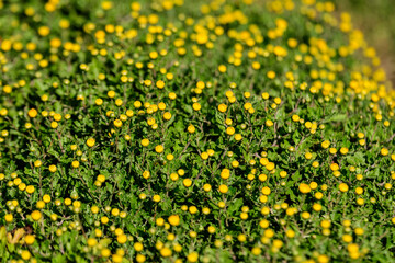 Obraz premium Many vivid yellow Chrysanthemum x morifolium flowers in a garden in a sunny autumn day, beautiful colorful outdoor background photographed with soft focus.
