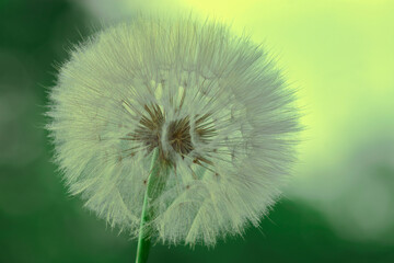 Dandelion flower. Taraxacum Erythrospermum. Abstract nature background of Dandelion in spring summer. Silhouette head of Dandelion flower on a green background. Seed macro close up. Macro Nature.